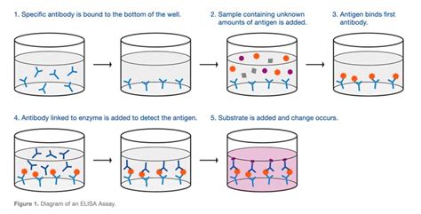 elisa test used to detect|elisa test how it works.